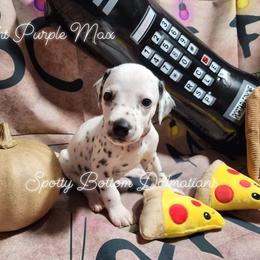 Dalmatian Puppies from Spotty Bottom Dalmatians