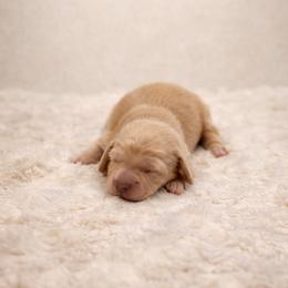 Boy 1 - Cream male Dachshund puppy in Statesville, North Carolina from Lakeside Dachshunds