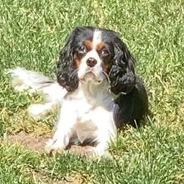 Piper - Tri-color female Cavalier King Charles Spaniel puppy in Lead Hill, Washington from Kalama Cavaliers