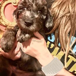 Oyster - Blue merle male Aussiedoodle puppy in Riverside, California from Just Loving Doodles