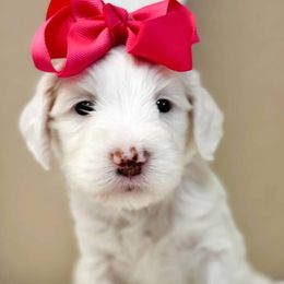 Sage - Parti female Goldendoodle puppy in Peoria, Arizona from Cactus Doods