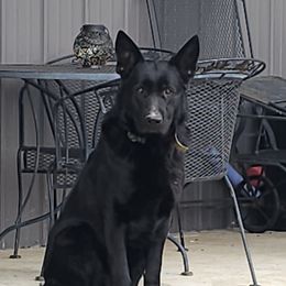 Fin - German Shepherd