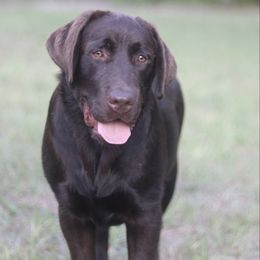 Labrador Retriever puppies from Royal K Labradors
