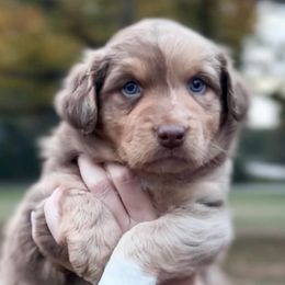 Aussiedoodles, Australian Shepherds, and Miniature Australian Shepherds from Ten Mile Aussies