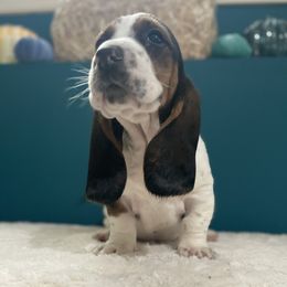 Fred - Black brown and white male Basset Hound puppy in Remington, Virginia from Lotus Rose Basset hounds