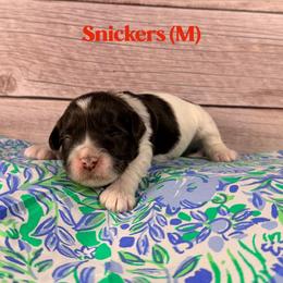 Snickers - Chocolate male Australian Labradoodle puppy in Silver Spring, Maryland from Potomac Australian Labradoodles