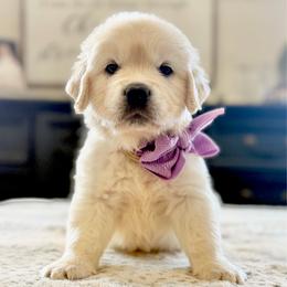 Pick 3 - Light golden female Golden Retriever puppy in Deer Lodge, Tennessee from SelahGold