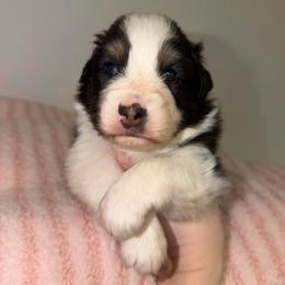 Fern - Black tri-color female Australian Shepherd puppy in Anniston, Alabama from All Hale Aussies