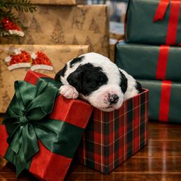 Nick - Black and white male Sheepadoodle puppy in Tennessee, Illinois from The Artman Family