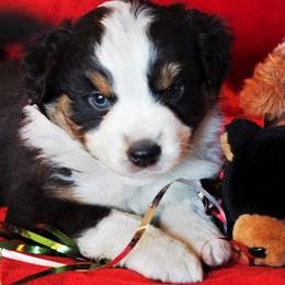 Miniature Australian Shepherd Puppies from Mini Aussie Tails