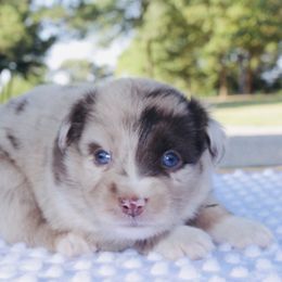 Lucky Charms - Red merle Miniature Australian Shepherd puppy in Paris, Texas from Kuttin’ Up Mini Aussies