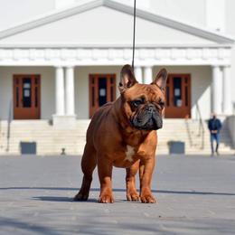 Everett - French Bulldog