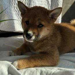 Sara - Red female Shiba Inu puppy in Elizabeth, New Jersey from Shiba Inu Loving Care