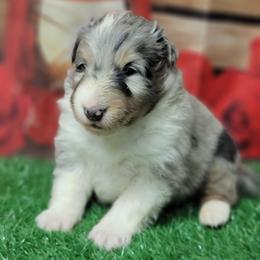 Piper - Blue merle and white female Shetland Sheepdog puppy in Conway, Missouri from Brooks's little darlings