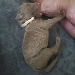 Chesapeake Bay Retriever Puppies from Shore Acres Chesapeakes