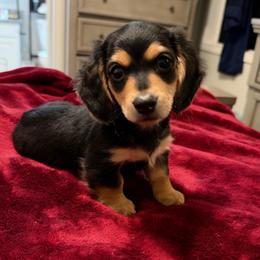 Charlie AKC - Black and tan male Dachshund puppy in Marseilles, Illinois from Zacha’s Doxie House