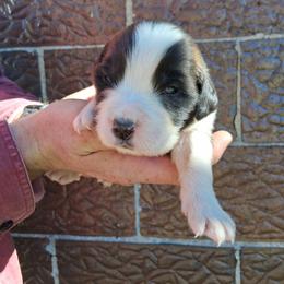 Tater - Brown and white male Saint Bernard puppy in Kinsman, Ohio from Coleman Saint Bernards of Ohio