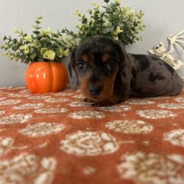 Shio - Dapple male Dachshund puppy in Temecula, California from Naomi Magee's Dachshund Kennel