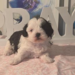 Girl 2 - Black and white female Shihpoo puppy in Eldon, Missouri from B&B Designer Shihpoo’s