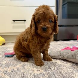 Lauren - Red female Cavapoo puppy in Beresford, South Dakota from DAKOTA DOOD RANCH