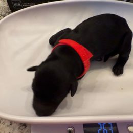 Red collar female - Black female Double Doodle puppy in Norfolk, Virginia from Móraí’s Doodles