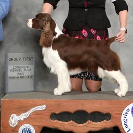 English Springer Spaniels from Dalsland