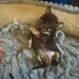 AKC Girl 1 - Chocolate and tan female Chihuahua puppy in Anoka, Minnesota from Anoka County MN AKC Chihuahuas