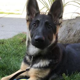 German Shepherds from K9 At Blackwater