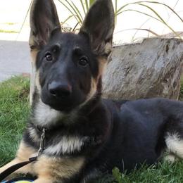 German Shepherds from K9 At Blackwater