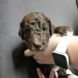 Yellow - Rolo - Brown male Poodle puppy in Spanish Fork, Utah from Mountain Vista Pups LLC