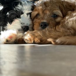Bernedoodle Puppies from 4P’s Doodles