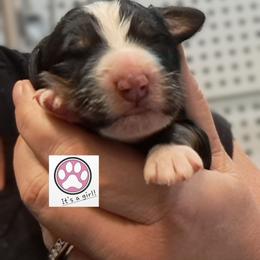 Zeda - Tri-color female Bernedoodle puppy in Lafayette, Alabama from Williams Lake Doodles