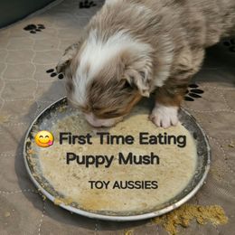 Toy Australian Shepherd Puppies from Reflections of Star Crest Kennel