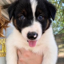 Asher - Male - Black and white male Border Collie puppy in Avery, Texas from Willa Creek Border Collies