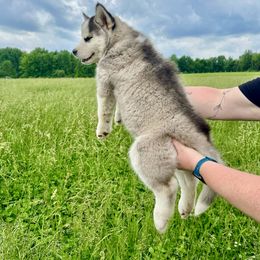 Siberian Husky Puppies from Red Top Huskies