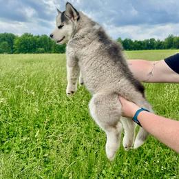 Siberian Husky Puppies from Red Top Huskies