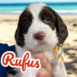 Rufus - Springerdoodle puppy from SpringerDoodles at the Beach