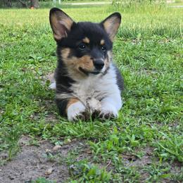 Kristoff - Black and tan male Pembroke Welsh Corgi puppy in Necedah, Wisconsin from The 6Ks Paws and Hobbies