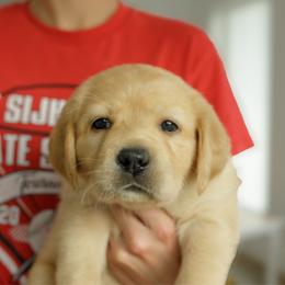Liberty - Yellow female Labrador Retriever puppy in Allons, Tennessee from UC Labradors LLC