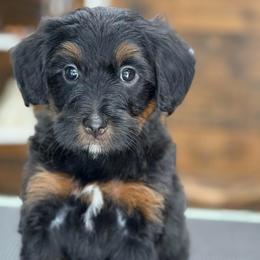 Sweettart - Phantom female Bernedoodle puppy in El Campo, Texas from Little Fur Friends Bernedoodles