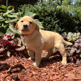 George - Yellow male Labrador Retriever puppy in Alger, Ohio from Osborne Family Retrievers