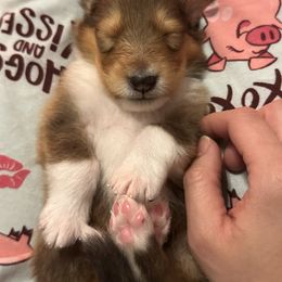Harvest - Sable male Collie puppy in Columbus, Ohio from Covenant Collies