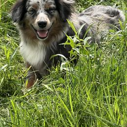 Miniature Australian Shepherd All Grown Up from Sunset Acres Mini Aussies