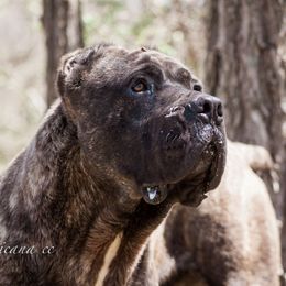 Primo  - Cane Corso