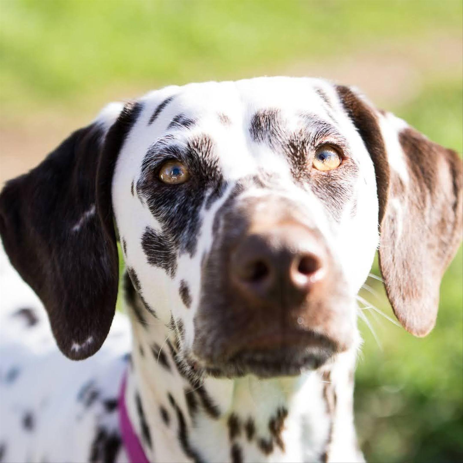 A liver spotted dalmatian headshot