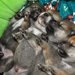 Shiba Inu Puppies from Tobitatsu Shiba Inu