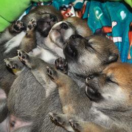 Shiba Inu Puppies from Tobitatsu Shiba Inu