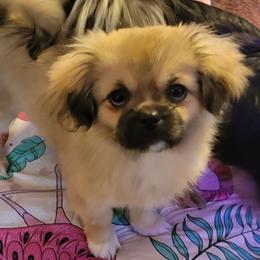 Sunny - Tibetan Spaniel