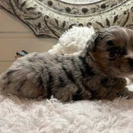 Rodeo - Blue merle female Australian Shepherd puppy in Smicksburg, Pennsylvania from Zaneca Aussies