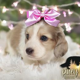 Dachshund Puppies from Piney Woods Miniature Dachshunds